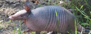 armadillo leprosy