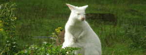 white wallaby